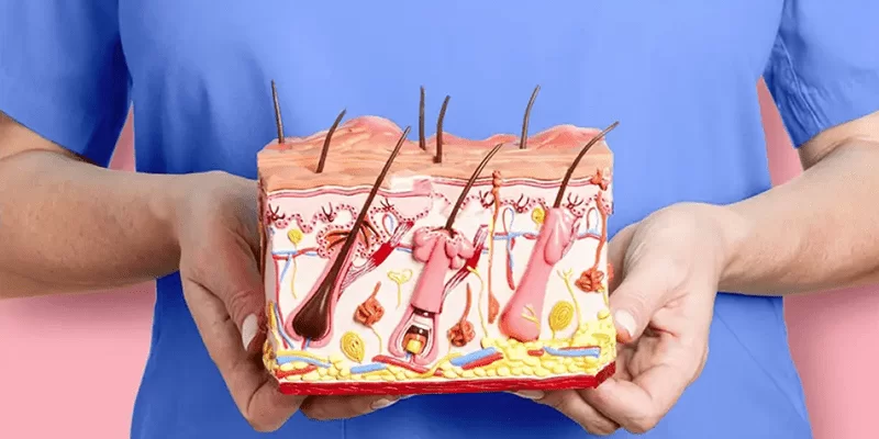 ساختار پوست